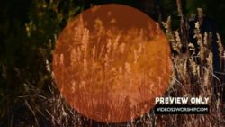 Read more about the article Tall Grass Worship Background Loop