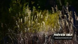 Read more about the article Autumn Nature Church Motion Loop