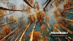 Aspen Trees Autumn Background Video