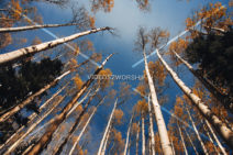 Read more about the article Stock Photography: Tall Aspen Trees 2