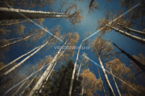 Read more about the article Stock Photography: Autumn Aspen Trees
