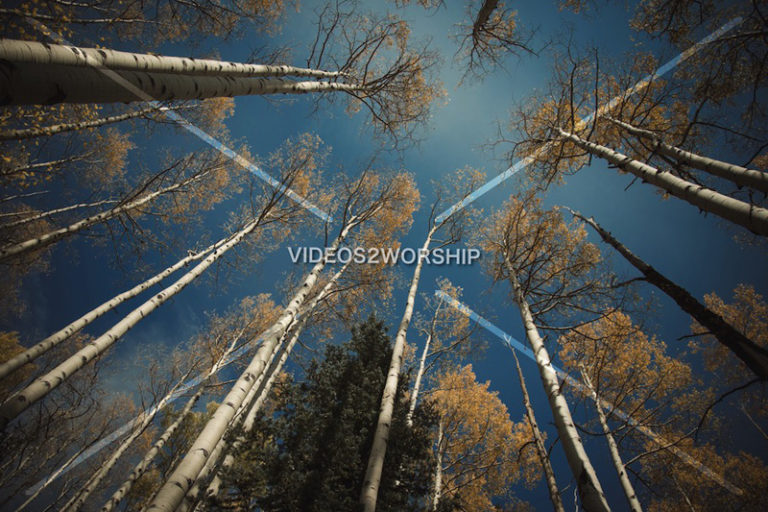 Read more about the article Stock Photography: Autumn Aspen Trees