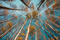 Read more about the article Stock Photography: Tall Aspen Trees