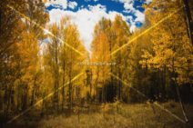 Read more about the article Stock Photography: Fall In Colorado