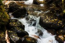 Read more about the article Stock Photography: Golden Leaves