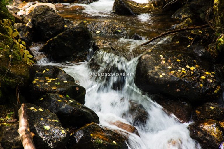 Read more about the article Stock Photography: Golden Leaves