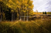 Read more about the article Stock Photography: Golden Aspen Trees