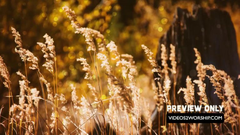 Read more about the article Golden Autumn Nature Background Loop