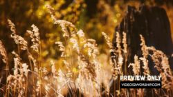 Golden Autumn Nature Background