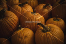 Read more about the article Stock Photography: Pumpkin Patch