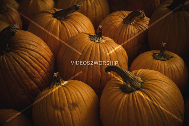 Read more about the article Stock Photography: Pumpkin Patch