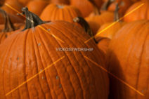 Read more about the article Stock Photography: Orange Pumpkins