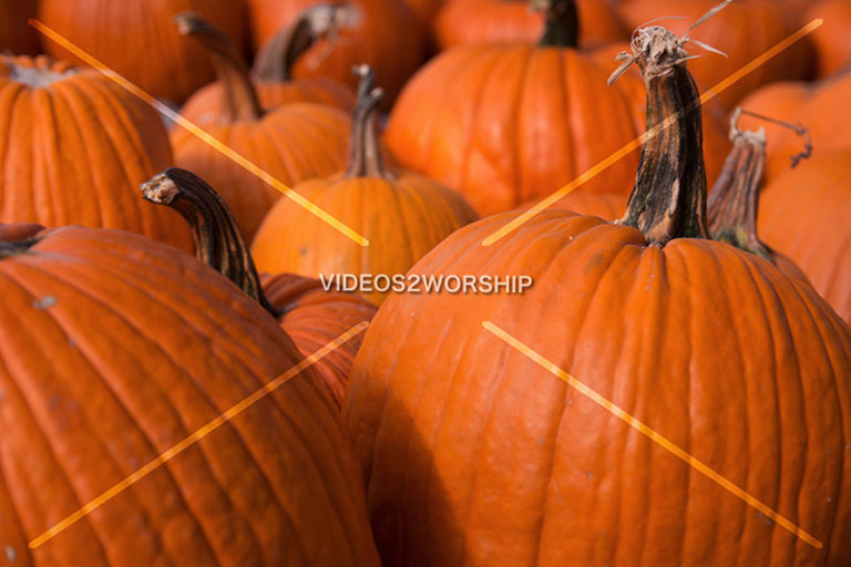 Read more about the article Stock Photography: Thanksgiving Pumpkins