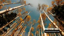 Read more about the article Tall Aspen Trees Worship Motion Background