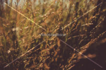 Read more about the article Stock Photography: Tall Grass 1