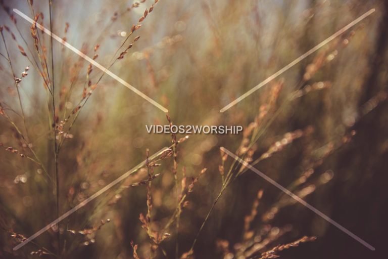 Read more about the article Stock Photography: Tall Blurred Grass