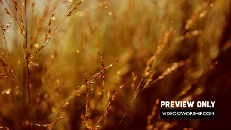 Read more about the article Tall Grass Church Motion Background Loop