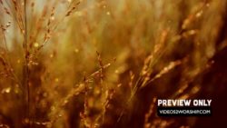 Tall Grass Church Motion Background