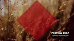 Read more about the article Title Ready Nature Background Loop