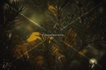 Read more about the article Stock Photography: Green And Golden Image