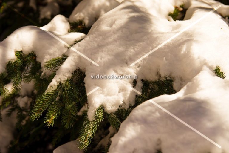 Read more about the article Stock Photography: Snow On Pine Branch