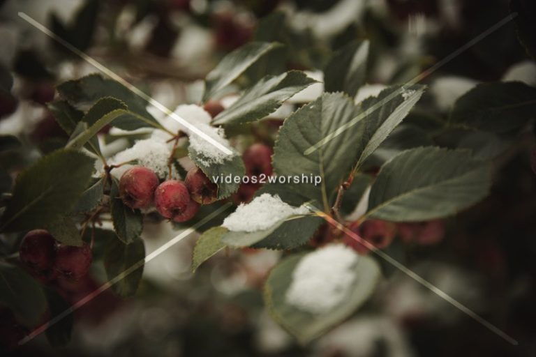 Read more about the article Stock Photography: Winter Holidays Snow