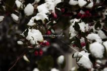 Read more about the article Stock Photography: Early Winter Snow