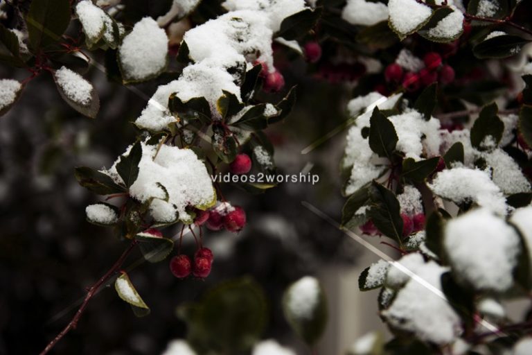 Read more about the article Stock Photography: Early Winter Snow