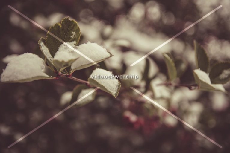 Read more about the article Stock Photography: Winter Holidays Beauty