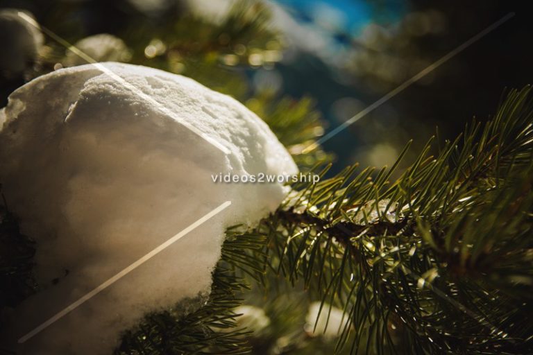 Read more about the article Stock Photography: Snow On Evergreen Branch