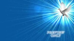 Read more about the article White Dove On Blue Backdrop Motion