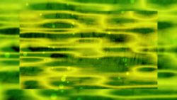 Green Palm Sunday Abstract Motion Loop