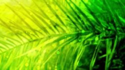Gren Palm Branch Worship Backgorund Graphics