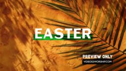 Read more about the article Still: Easter Palm Branch