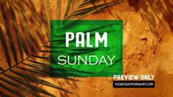 Read more about the article Still: Palm Sunday Text