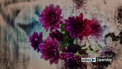 Read more about the article Mother’s Day Film Grain Graphics Motion