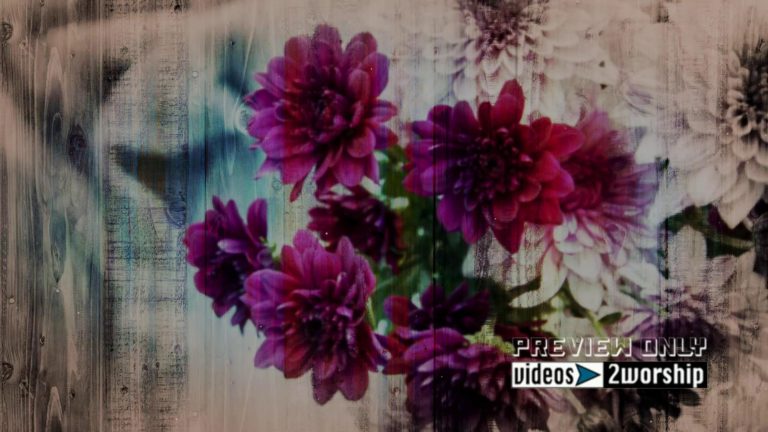 Read more about the article Mother’s Day Film Grain Graphics Motion