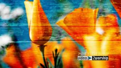 Spring Flowers Worship Graphics Loop