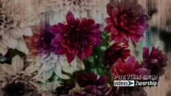 Read more about the article Still: Flowers Fusion