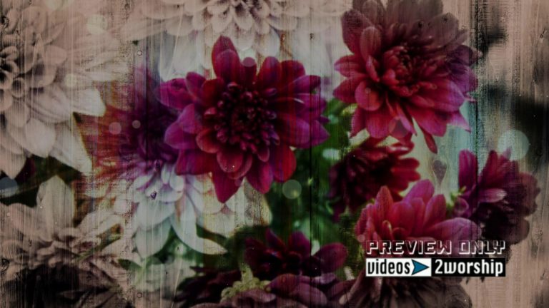 Read more about the article Still: Flowers Fusion