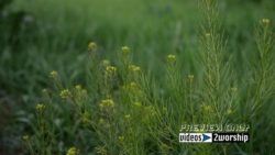 Read more about the article Free Green Plants Nature Motion Background