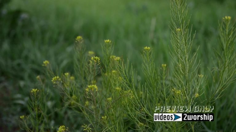 Read more about the article Free Green Plants Nature Motion Background