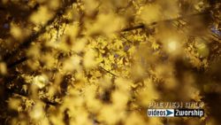Still: Golden Autumn Leaves