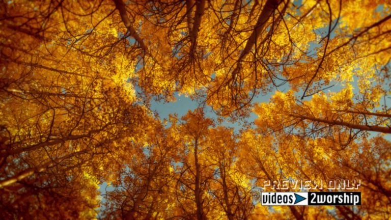 Read more about the article Spinning Tall Aspen Trees Moving Backdrop