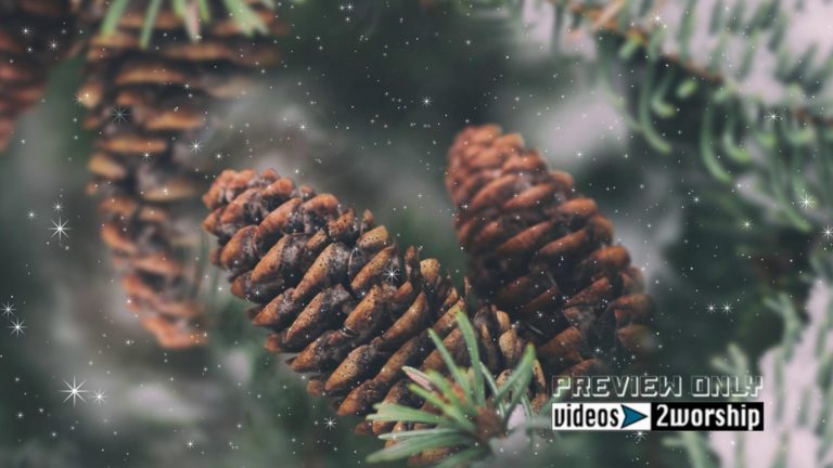 Read more about the article Evergreen Branches And Holidays Snow
