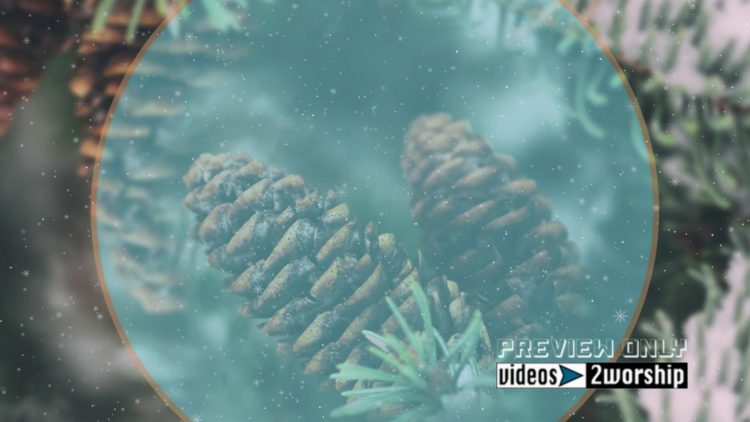 Evergreen Cones And Snow Holidays Motion