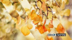 Golden Leaves Fall Worship Graphics Loop
