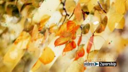 Read more about the article Flying Leaves Worship Motion Graphics Loop