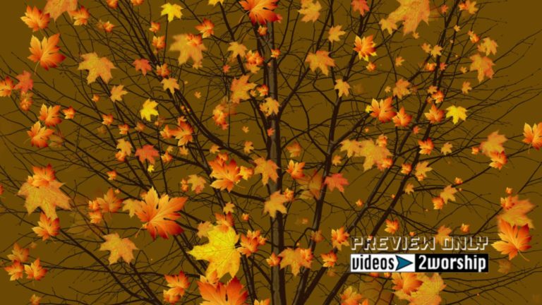 Read more about the article Falling Large Golden Leaves Autumn Tree