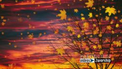 Tree And Falling Leaves Fall Motion Loop